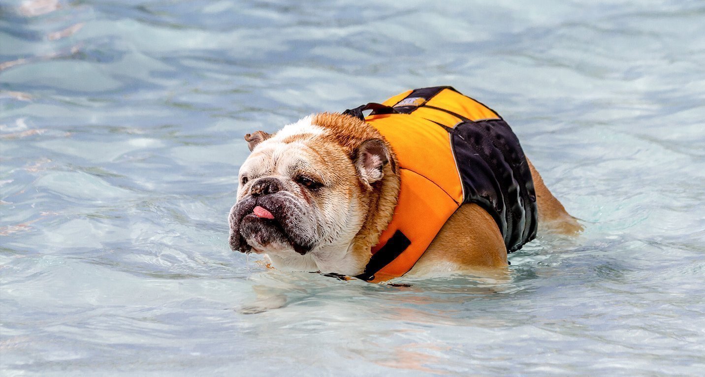 English Bulldog swimming in the pool