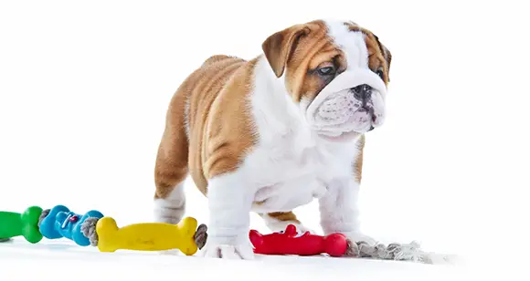 https://www.bulldogology.net/wp-content/uploads/2017/02/indestructible-dog-toys-for-aggressive-chewers.png