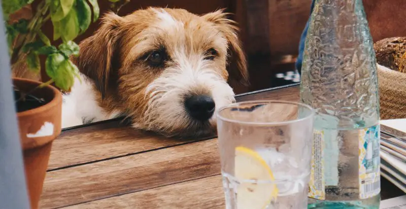 do dogs like ice cold water