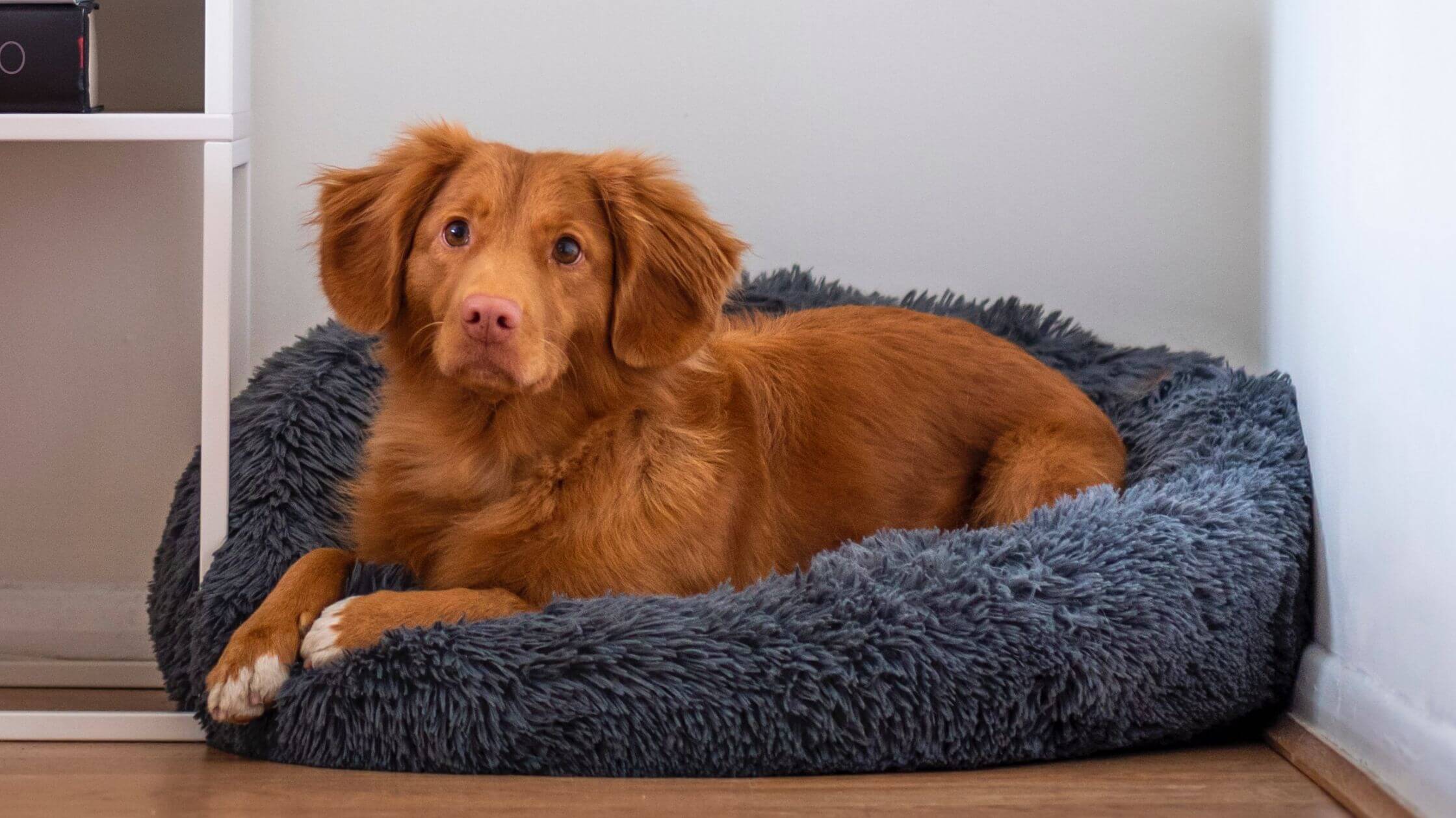 Memory foam dog mat provide healthy and ergonomic lying.
