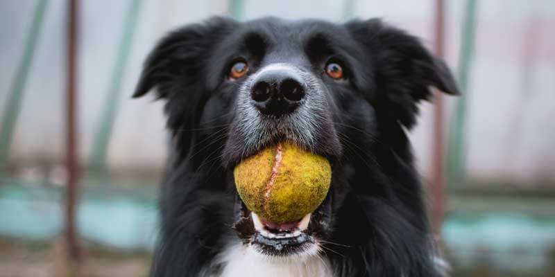 Brain Training For Dogs Review: Unleash Your Dog's Genius