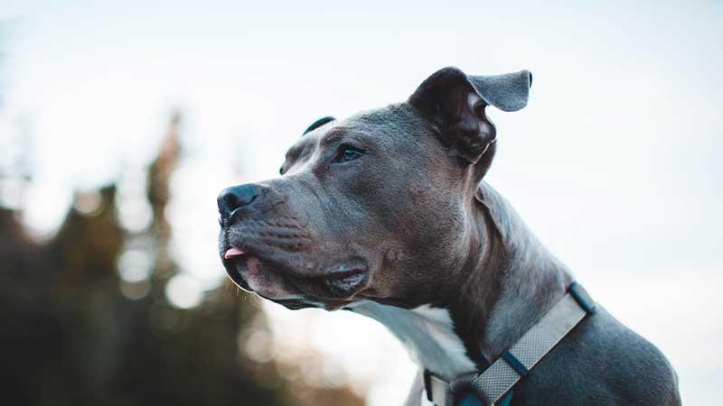American Bulldog Dog Breed Health and Care