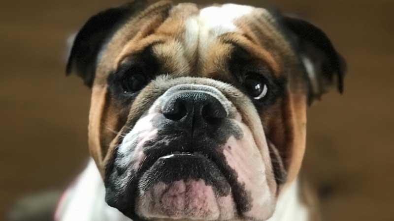 English Bulldog Skin Bumps Problems How To Avoid Infections Bulldogology