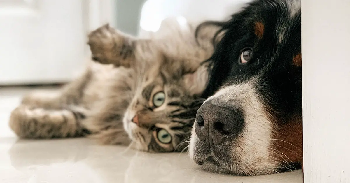 what food can both dogs and cats eat