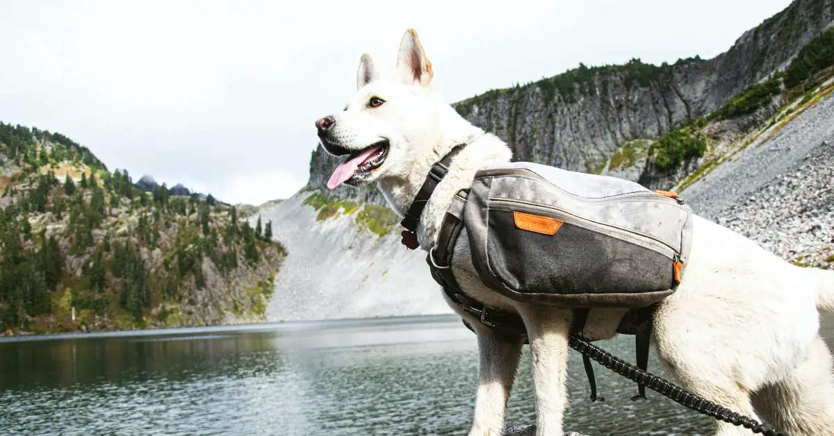 Pet Life Everest Waterproof and Reflective Travel Dog Backpack Harness